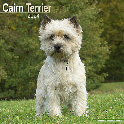 Cairn Terrier Calendar 2024 (Square)